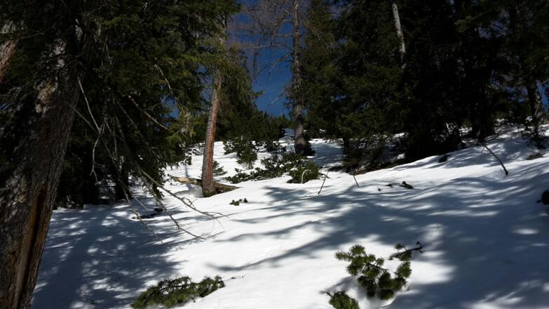 Aufstieg im Wald