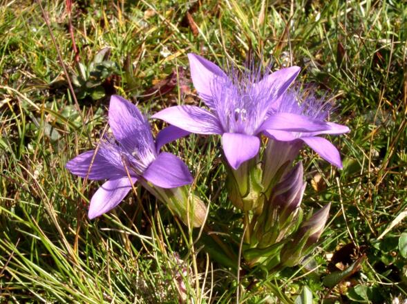 Herbstenziane auf der Kirtagmauer 2144 m