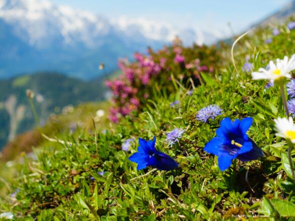 herrlich bunte Blütenpracht im Tennengebirge