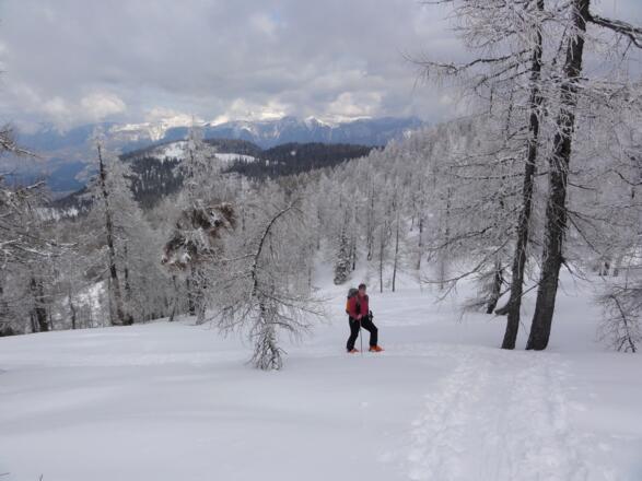 Aufstieg durch Lärchenwald