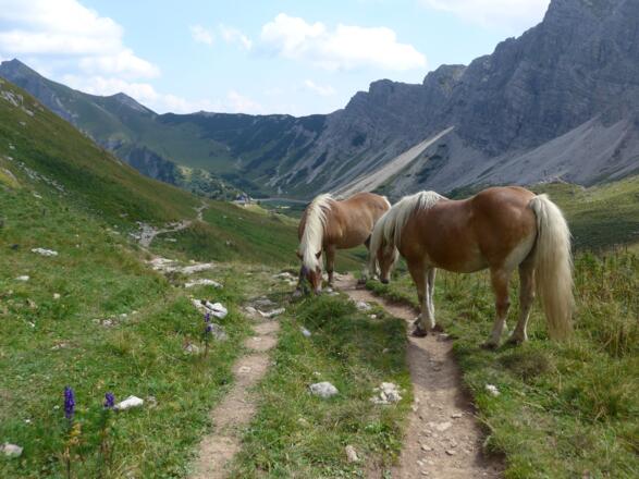 "Tierische Wegelagerer"