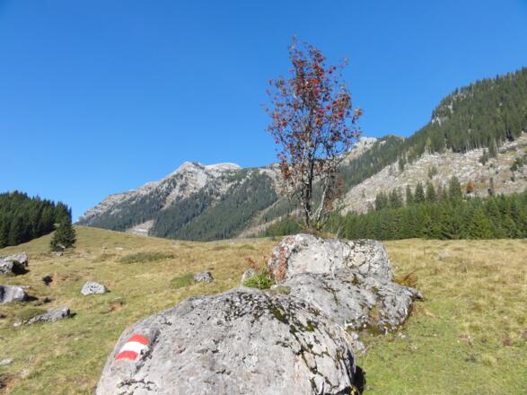 Über Wiesen zur Hintereggeralm - hinten der Nazogel