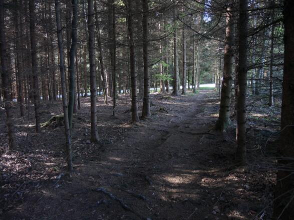 .. dann geht es wieder kurz durch den dunklen Wald..