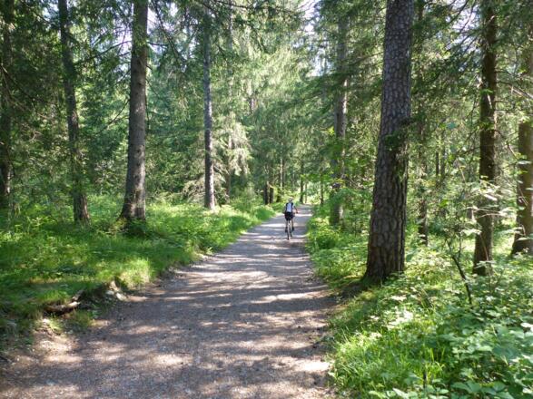 Ein schöner, schattiger Forst- und Traktorweg führt uns nach Gnadenwald.