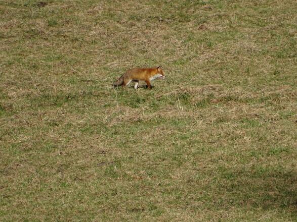 Sieht man ja auch nicht alle Tage! Leise sein!