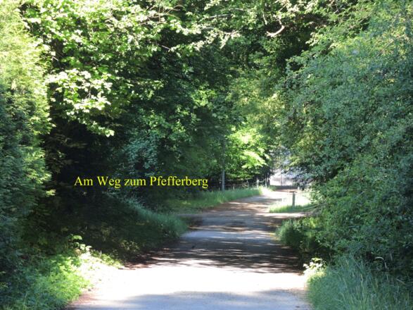 Am Weg Richtung Pfefferberg
