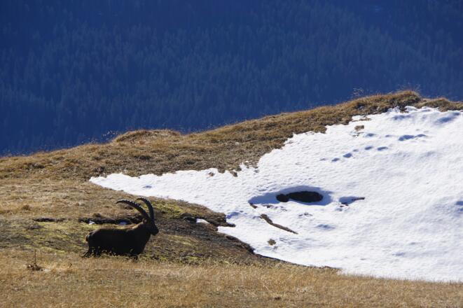 Im Reich der Steinböcke