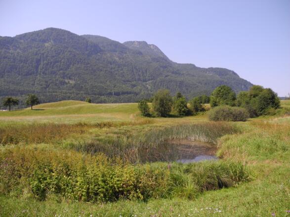 Unsere Wanderung führt direkt am Biotop "Sulzbachfelderteich" vorbei.