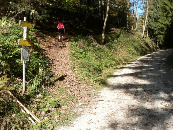 Wir überqueren eine Forststraße