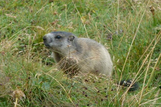 Im Aufstieg hört und sieht man Murmeltiere.