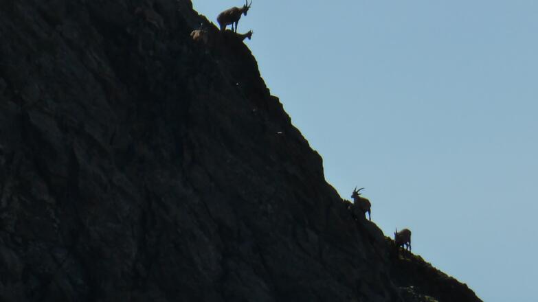 Die Gämsen schauten interessiert