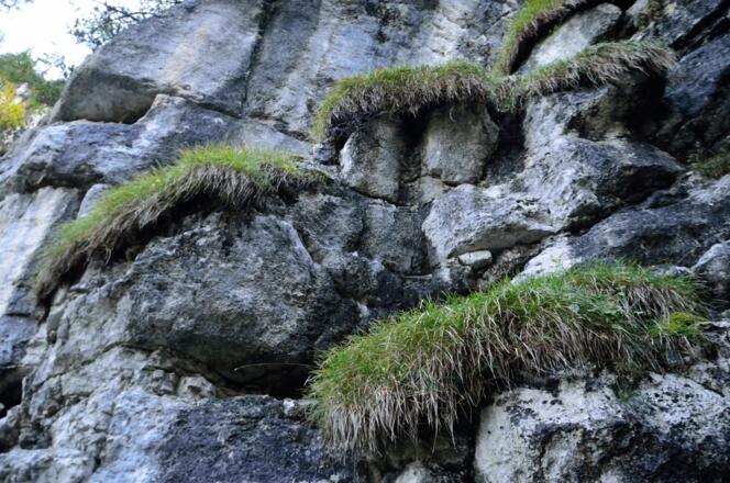 Trockenrasen auf den Felsen neben dem Weg