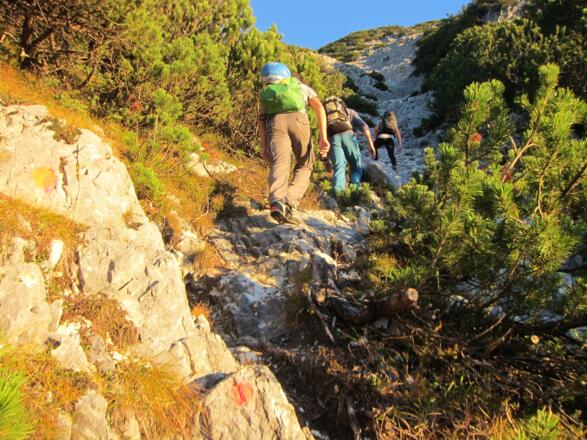 Der gut markierte Steig durch den Latschengürtel Richtung Hüttenspitz.