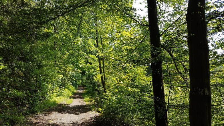Wieder rein in den Wald