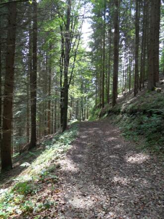 Waldweg nach Königswiesen
