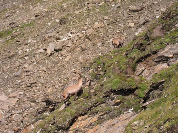 Harte Jungs und Mädels (23.07.2017)