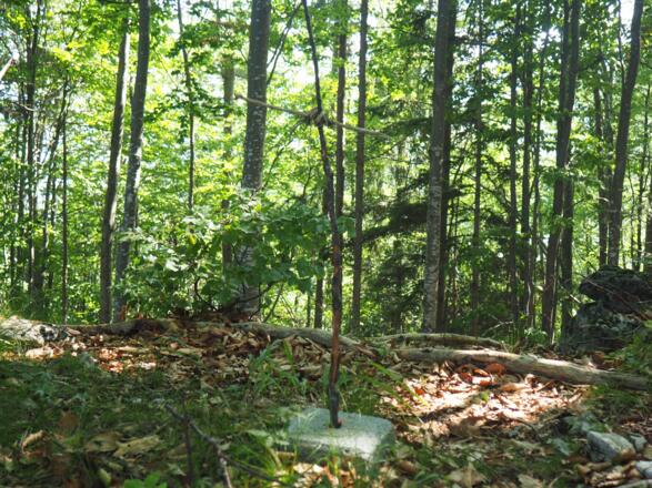 Rinnerkogel 878m, Vermessungsstein mit Holzkreuzchen