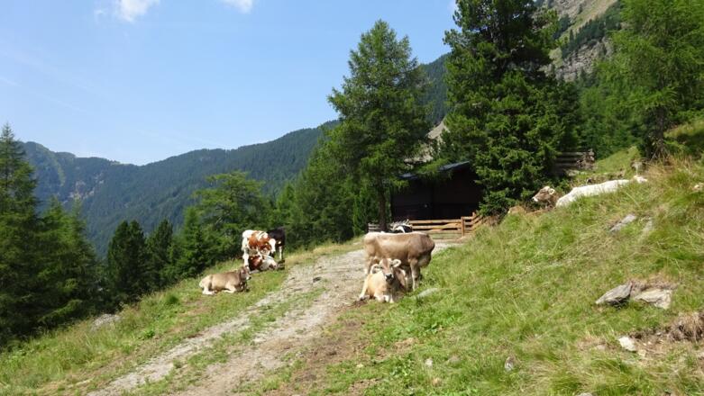 Den schon bekannten Weg wieder zurück bis zum Viggar-Hochleger ...