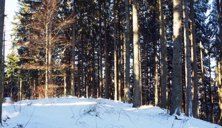 1080m, Gipfelkuppe Perneckerkogel