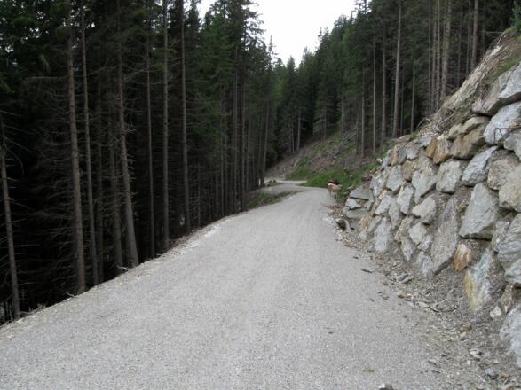 Fast eine Forststraßen(autobahn) ....