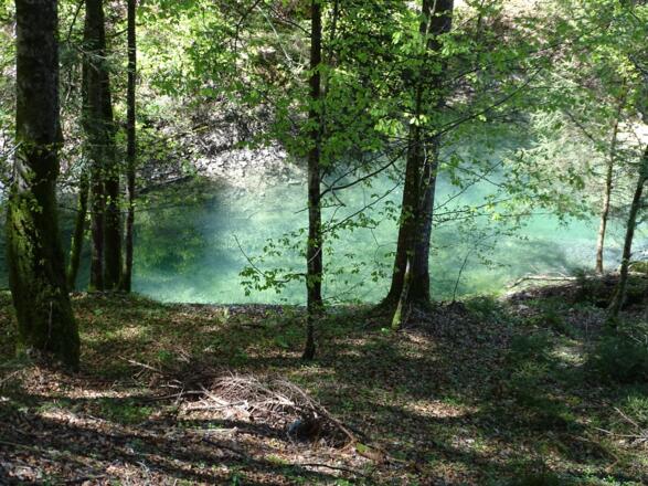 Ein smaragdgrüner See mitten im Wald