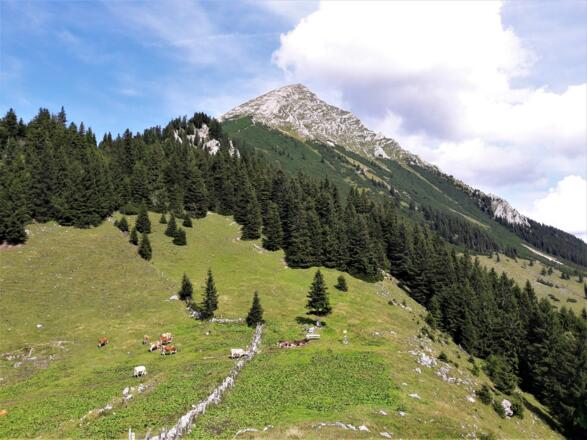 Der Große Pyhrgas vom Hofalmsattel (Blick Richtung Osten)