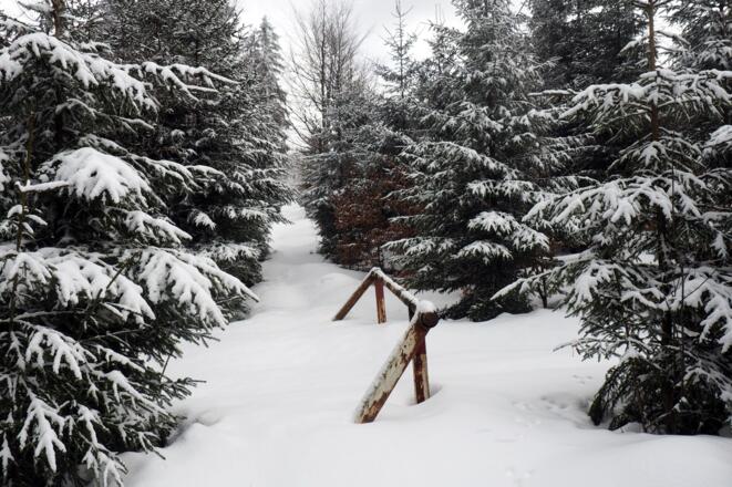 Schneise nach Österreich zum höchsten Windrad 1050m
