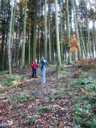 steiler Waldpfad