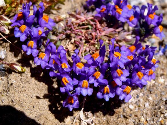 Leinkraut auf 3000 m