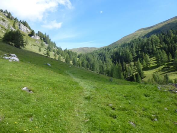 Weiche Almböden führen uns zur Frieshalshöhe