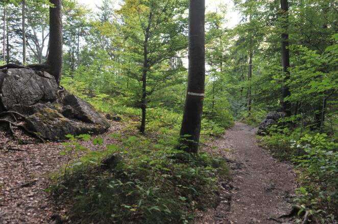 Wir erreichen eine Ebene auf der zahlreiche bemooste Felsblöcke liegen - sie laden die Kleinen zum Kraxeln ein