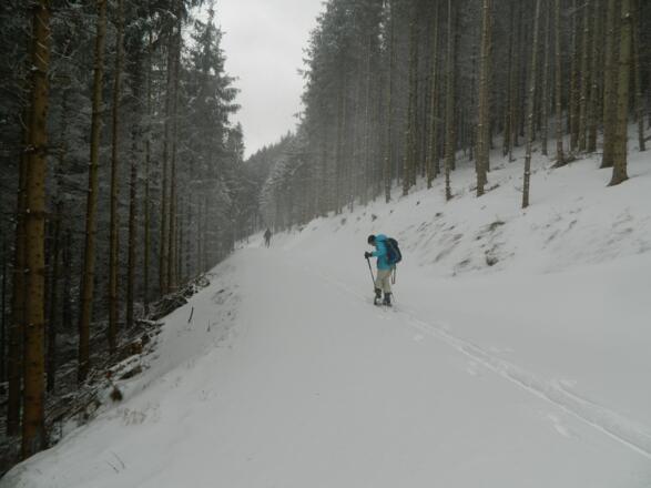 neue Forststraße auf ca. 920 m Höhe