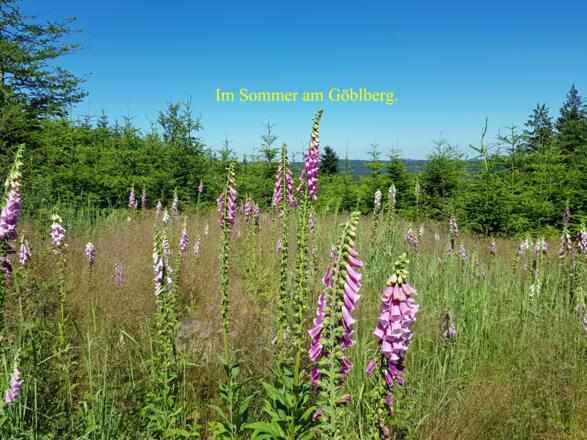 Sommerbilder vom Göblberg