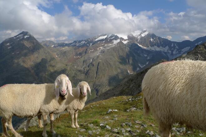 Schafe am Gipfel der Mairspitze