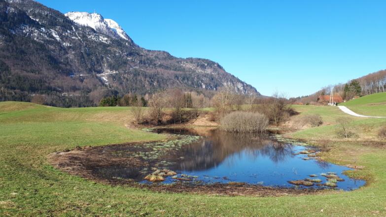 Der Sulzbachfelderteich im Frühjahr 2019