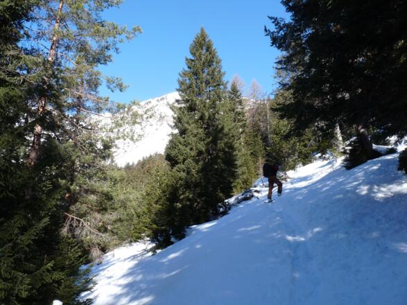 Nach der Querung des Oberbaches, geht es durch den Wald zur Solenalm.
