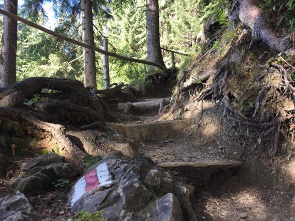 Waldpfad zur Oberen Lüchlealpe