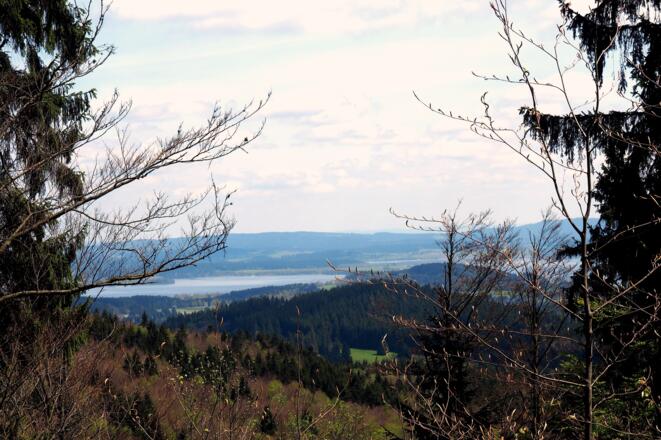 Moldaustausee, Forststraße ~1020m beim Abstieg