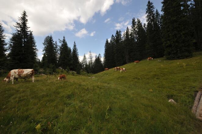 Auf den Almböden der Plankensteinalm grasen Kühe