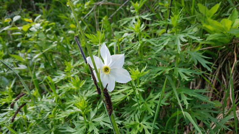 Im Mai blühen auch die Narzissen entlang der Ybbs.
