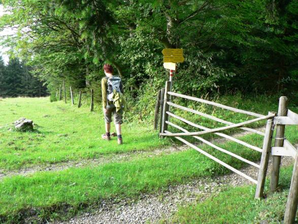 Innerhalb des Weidezauns zieht nun der Steig Nr. 13 bergab zurück zur &quot;Riegler Seff&quot;