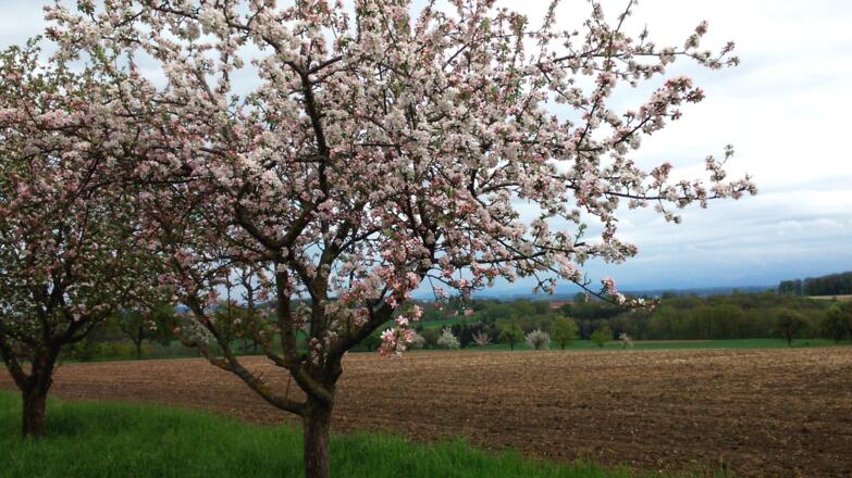 Apfelblüte nach Großhart