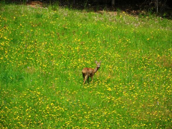 Reh im Feld