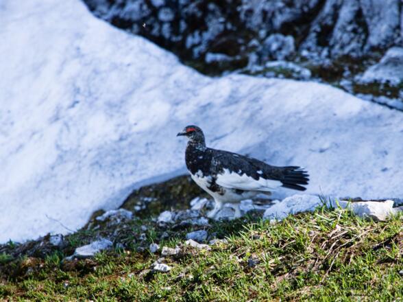 im einsamen Gebirge sind auch seltene Tiere zu Hause