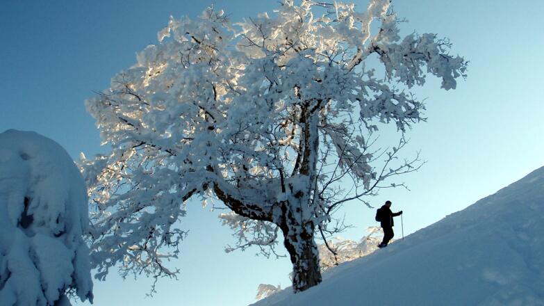 Buche um 1490m am Nordhang.