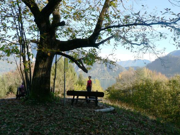 'Jubiläumsbaum' - Aussichtspunkt mit Blick auf Attersee und Höllengebirge