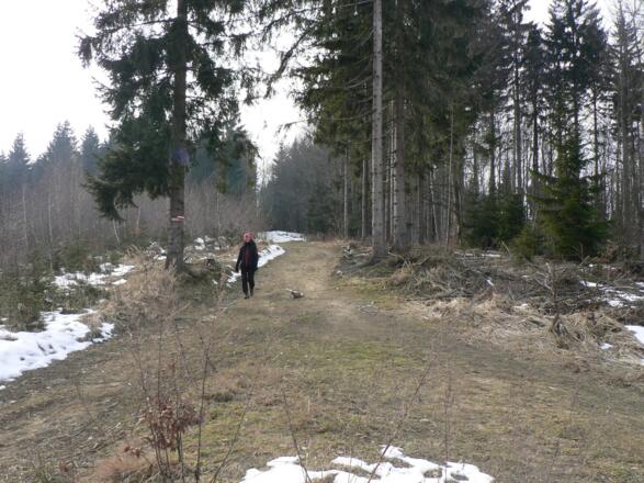 Kleine Weggabelung am Kammrücken des Dambergs, wir halten uns rechts