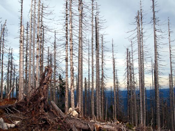 Waldschaden kurz vor dem Plöckensteingipfel.