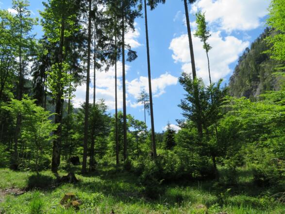 Im Bereich der Ringhütte