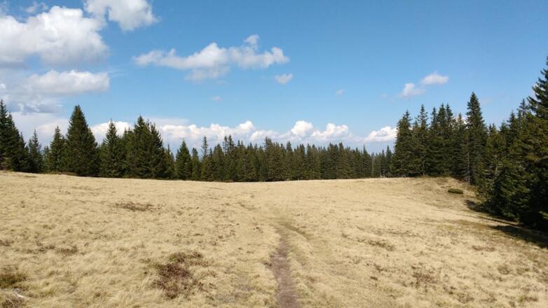 Am Weg von der Hebalm zur Wildbachsattel